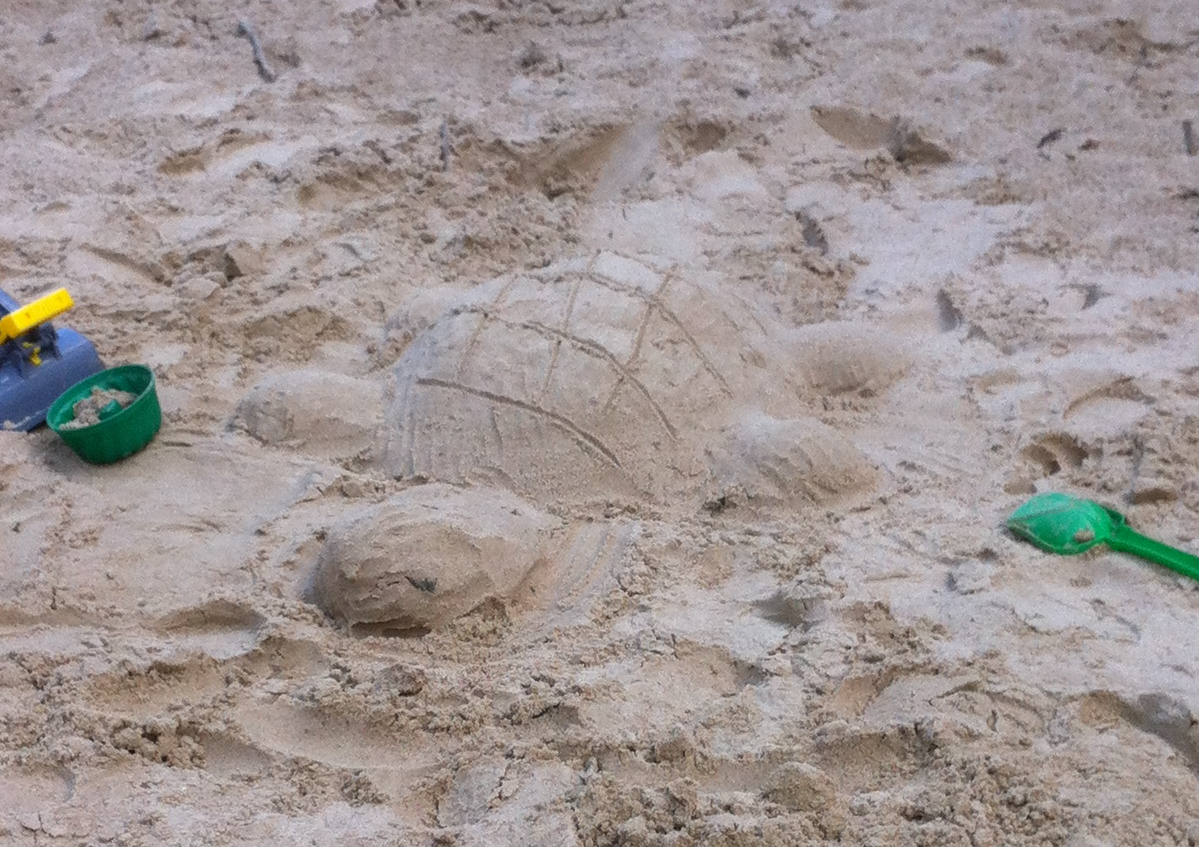 Schildkröte